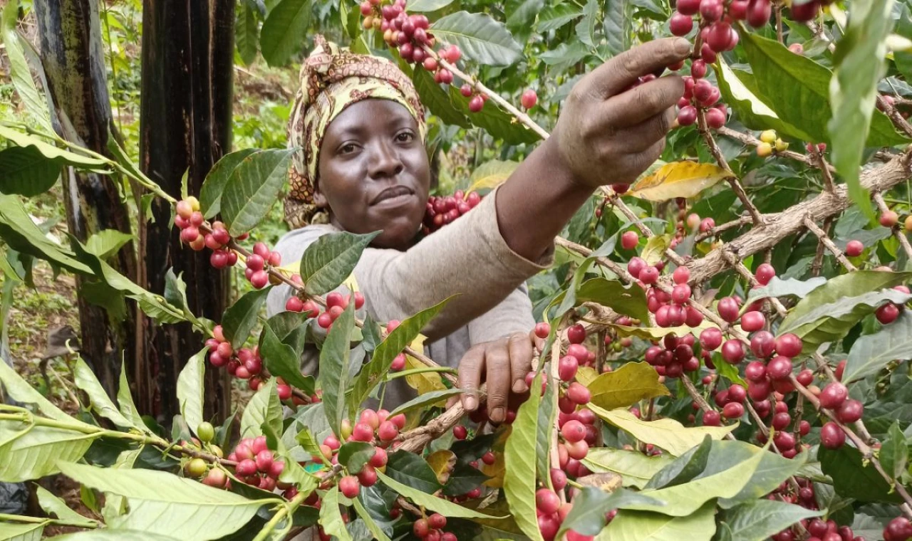 Uganda, Afrika'nın bir numaralı kahve ihracatçısı oldu