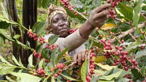 Uganda, Afrika'nın bir numaralı kahve ihracatçısı oldu